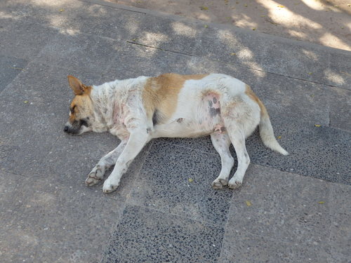 An unowned Dog on the local plaza lies in safety and contentment.